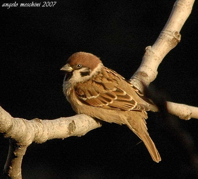 Passera mattugia Passer montanus -  Si discute di Ploceidae.
